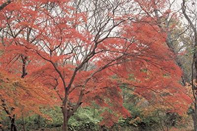 Hoya Kleurenfilter Ra54 (Red Enhancer) - 58mm