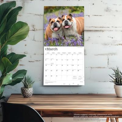 Engelse Bulldog Kalender 2026