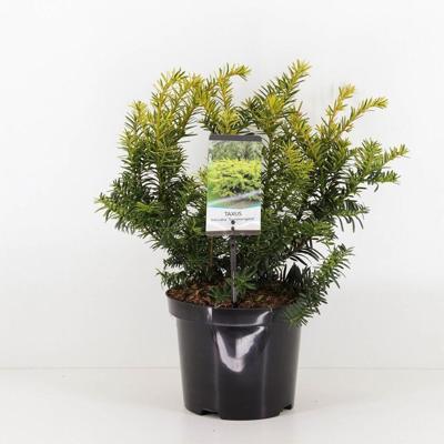 Taxus baccata summergold 25-30 cm Conifeer Venijnboom Warentuin Natuurlijk - Warentuin natuurlijk