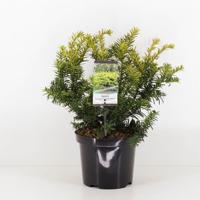 Taxus baccata summergold 25-30 cm Conifeer Venijnboom Warentuin Natuurlijk - Warentuin natuurlijk - thumbnail
