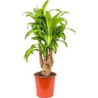 Dracaena massangeana XL kamerplant - thumbnail