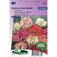 Cleome Spinosa zaden Colour Fountain Kattensnor - thumbnail