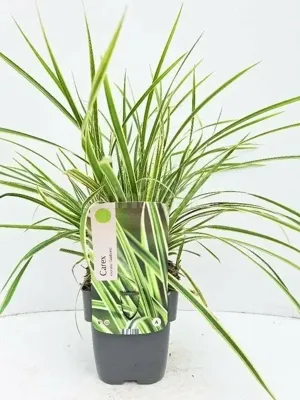 Siergras - Carex Morrowii Goldband