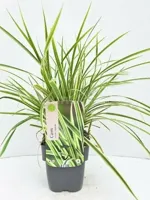 Siergras - Carex Morrowii Goldband - thumbnail