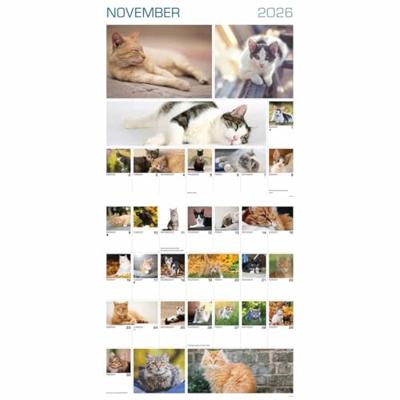 365 Dagen Katten Kalender 2026 365 Dagen Katten Kalender 2026