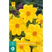 Bloembollen Dahlia Sneezy Yellow 1st - thumbnail