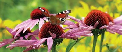 Vlinder bloem 130x50cm Tuinschilderij Customize-it - Customize it