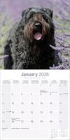 Bouvier Kalender 2026 - thumbnail