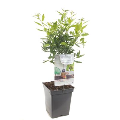 Dwergamandel fruitplant Fruithof - Fruithof Dwergamandel fruitplant Fruithof - Fruithof