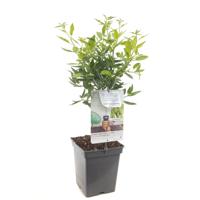 Dwergamandel fruitplant Fruithof - Fruithof - thumbnail