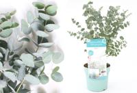 Eucalyptusplant nu in de aanbieding - 56% korting - thumbnail