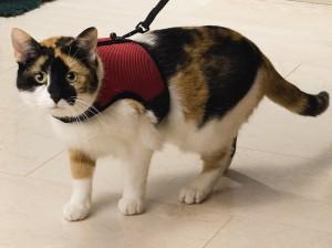Katten loopharnas comfort Katten loopharnas comfort