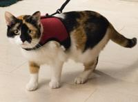 Katten loopharnas comfort - thumbnail