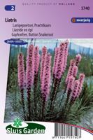 Liatris Spicata zaden Lampepoetser Prachtkaars - thumbnail