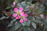 Wilde roos - thumbnail