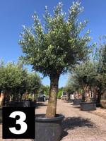 Olijfboom - thumbnail