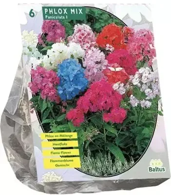 Zomer Bloembollen Phlox, Mix per 6 Baltus - Baltus