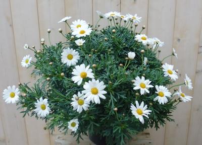 Margriet wit bolvorm groot Leucanthemum Warentuin Natuurlijk - Warentuin natuurlijk