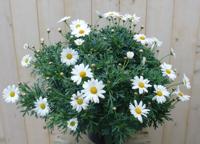 Margriet wit bolvorm groot Leucanthemum Warentuin Natuurlijk - Warentuin natuurlijk - thumbnail