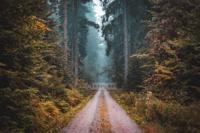 Afbeelding op acrylglas - Weg in het Bos, Multikleur , 3 maten , Premium print - thumbnail