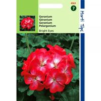 Zaden Pelargonium Geranium Bright Eyes F1 rood / Wit Hortitops - Hortitops - thumbnail