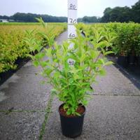 Weigela struik Styriaca - 60 - 80 cm - 5 stuks - thumbnail