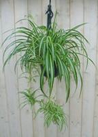 Hangplant Graslelie Chlorophytum Warentuin Natuurlijk - Warentuin natuurlijk - thumbnail
