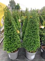 Buxusvervanger kegel - thumbnail