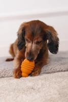 Beeztees Sumo Play S Oranje - thumbnail