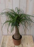 Olifantspoot Beaucarnea 60 cm Kamerplant een dikke stam Warentuin Natuurlijk - Warentuin natuurlijk - thumbnail