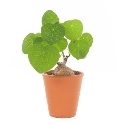 Stephania Cepharantha Erecta (Succulent) - P 14 Stephania Cepharantha Erecta (Succulent) - P 14