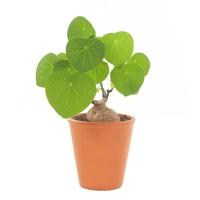 Stephania Cepharantha Erecta (Succulent) - P 14 - thumbnail