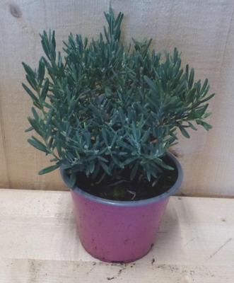 Rotsheide Lavendel heide blauw blad vaste plant wintergroen Pieris Warentuin Natuurlijk - Warentuin natuurlijk Rotsheide Lavendel heide blauw blad vaste plant wintergroen Pieris Warentuin Natuurlijk - Warentuin natuurlijk