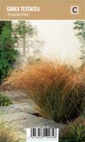 Carex testacea Prairie Fire P9 - thumbnail
