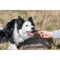 TRIXIE DENTA FUN CHICKEN POPS 13 CM 50 ST - thumbnail