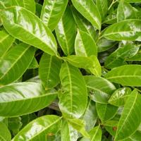 Laurier boomvorm - thumbnail