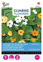 Zaden Flowering Climbers Thunbergia mixed Buzzy - Buzzy - thumbnail
