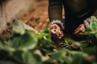 Fiskars Xact Handhark - 1027044 - 1027044 - thumbnail