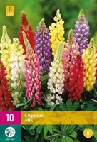 Bloembollen Lupinus Mix 10st - thumbnail