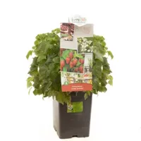 Rubus idaeus Sweet Sunshine fruitplant Fruithof - Fruithof - thumbnail