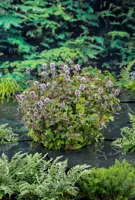 Waterplant Mentha aquatica - thumbnail