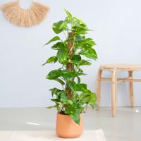 Epipremnum Pinnatum Aureum op mosstok - P19 - thumbnail