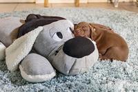 Honden knuffel XL Hond, grijs - thumbnail