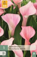 Calla strawberry blush - thumbnail