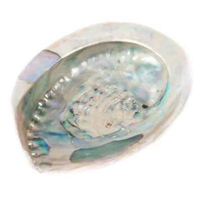 Abalone Schelp Haliotis Midea voor Smudging Abalone Schelp Haliotis Midea voor Smudging