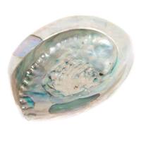 Abalone Schelp Haliotis Midea voor Smudging - thumbnail