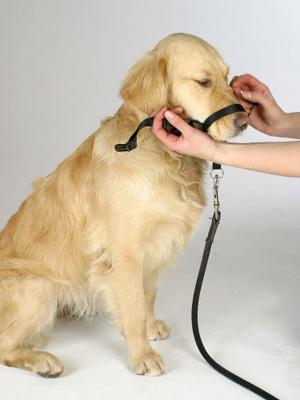 Training harnas maxi coach 38 cm zwart