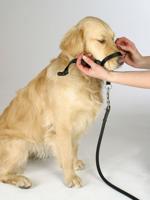 Training harnas maxi coach 38 cm zwart - thumbnail