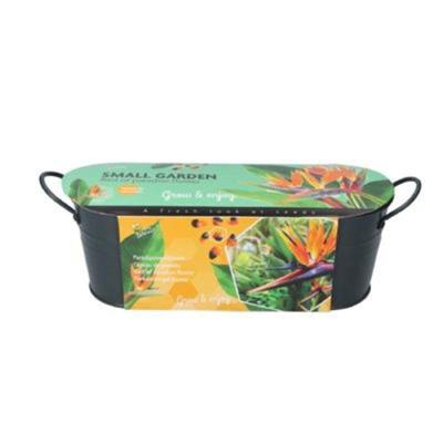 Grow gifts kweekset small garden birds of paradise strelitzia Buzzy - Buzzy