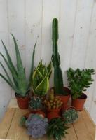 Kamerplantenpakket plantenbox circa 6 tot 10 planten Zon Warentuin Natuurlijk - Warentuin natuurlijk - thumbnail